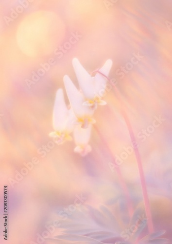 Dreamy floral pastel elegance