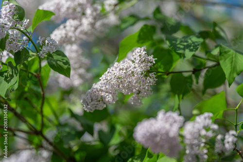 Cuadro en lienzo Bright lilac with dewy petals
