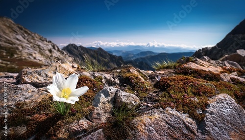 Single White Flower Growing In Rocky Mountain Landscape Growing Landscape Mountain Rocky Bloom Petal