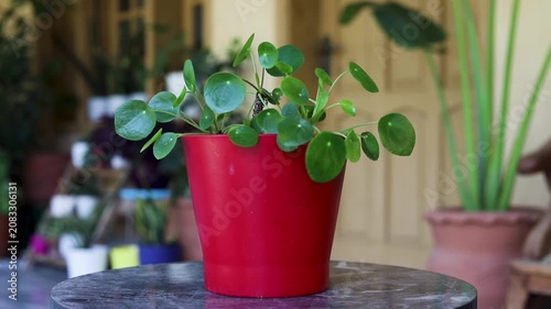 Closeup of Pilea Peperomioides Chinese Money Plant