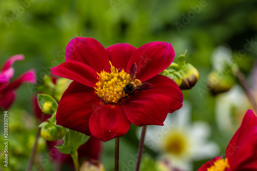 Macro view of honey bee pollinating a colorful dahlia flower, active bee on dahlia.