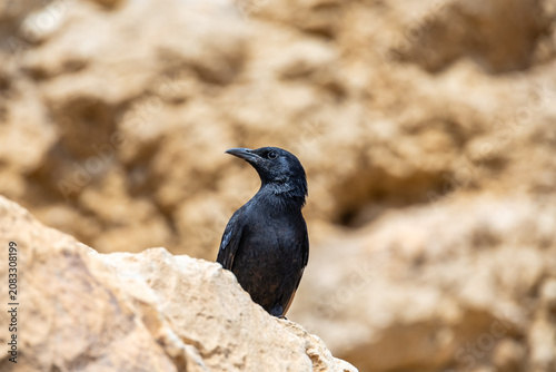 Tristrams  Starling Onychognathus tristramii perches on the ground in ruins of Masada fortress in the southern Israel near Arad