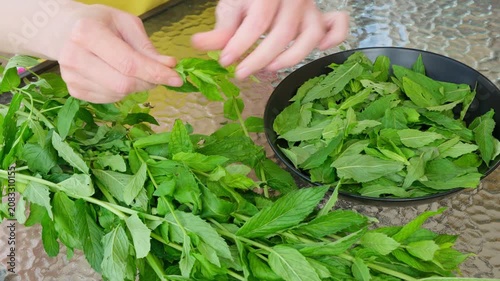 Close-up of hands of an unrecognizable woman plucking leaves from a freshly picked organic mint to dry them for tea. Homemade tea preparation