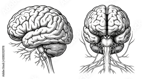 Bild auf Leinwand Two Detailed Human Brain and Nervous System Vector Illustrations in Black and Wh
