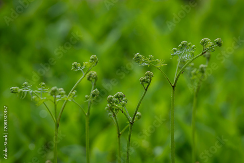 Quadro em tela Like tiny sculptures awakening after winter, fern fiddleheads slowly unfold while curious ants wander across their spirals