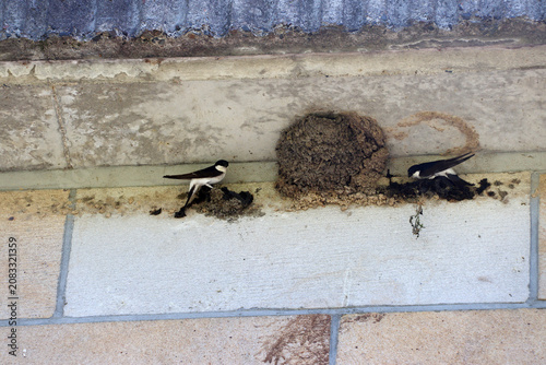 Western house martins (Delichon urbicum) building closed cup nests on a house wall (Königstein, Saxon Switzerland, Germany)