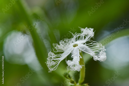 Canvastavla ヘビウリの花