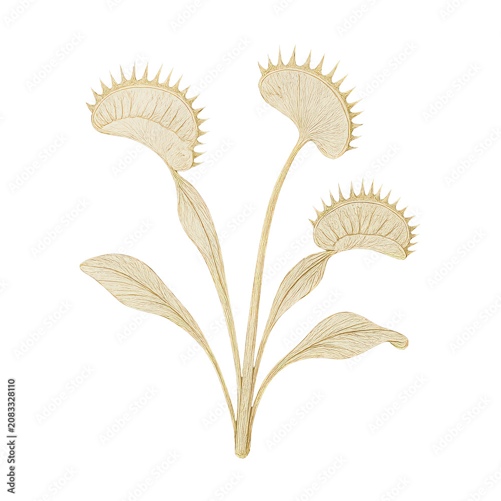 Fototapeta premium PNG Elegant golden Venus flytrap illustration.