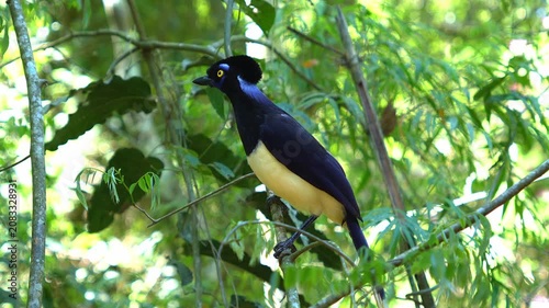 Vibrant plush crested jay ( cyanocorax chrysops ) perching on a tree branch in its natural habitat