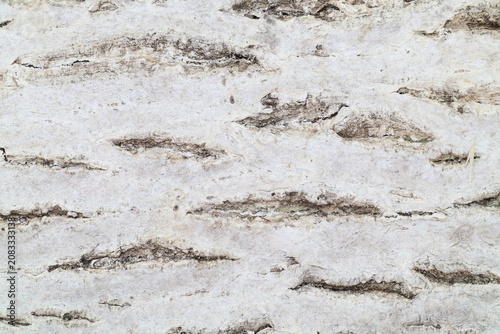 Natural aged walnut bark texture with white weathered surface