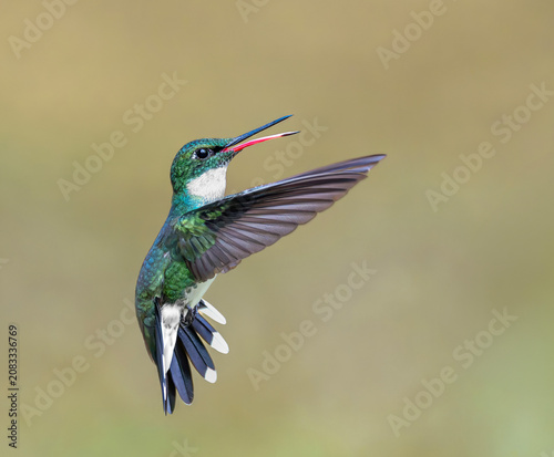 Picaflor garganta blanca hembra en vuelo desplegando alas