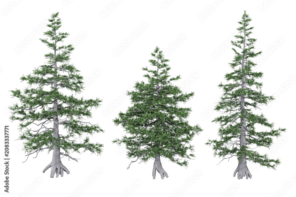 Fototapeta premium Three Evergreen Trees Isolated on White Background