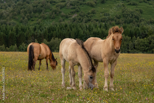 Foto Highland foals with mare in background