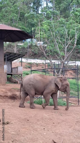 A gentle elephant walking leisurely through a lush, natural environment at an elephant sanctuary in Chiang Mai, Thailand.