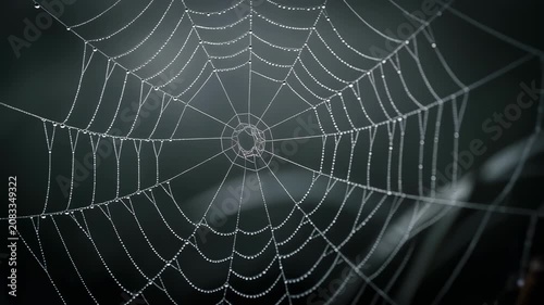 Glistening Dew Drops on Spider Web Close Up View of Natures Intricate Patterns in Soft Diffused Light