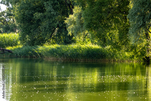 Lush riverside trees cast deep green reflections across calm water. Sunlit specks drift on the surface while reeds line the shore creating a peaceful summer sanctuary ideal for quiet escape.