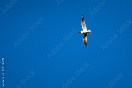 White gull tilts gracefully with glowing wingtips on a sea of blue sky creating a crisp modern mood and leaving broad open space for captions ads or uplifting minimalist concepts.
