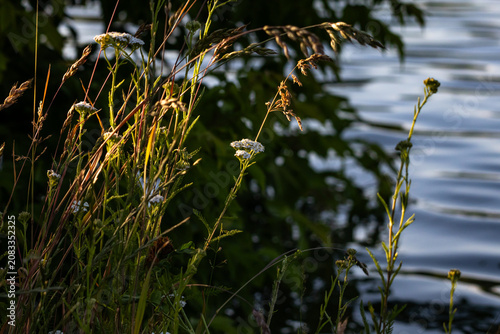 Konstfotografi Wildflowers by the water sparkle in a golden shaft of sun their clusters bright