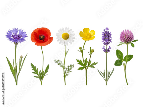 Collection of Beautiful Colorful Wildflowers and Garden Flowers Arranged in a Row Isolated on White Background