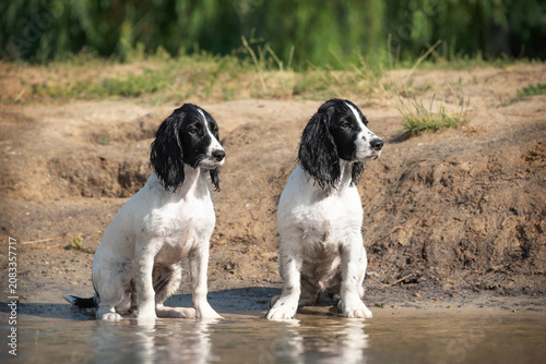 Two wet white hunting spaniel puppies sitting on the shore of a lake. Resting and walking with the dog near the lake.