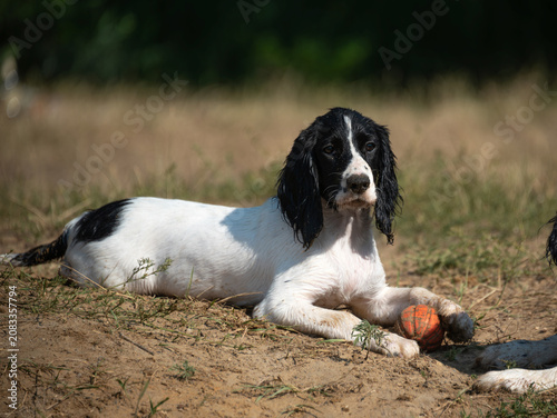 A cute white puppy with long black ears of the hunting spaniel breed lies on the shore of a lake with an orange ball. Resting and walking with the dog near the lake.