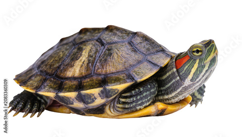 Canvastavla Red-eared slider turtle with patterned shell and striped neck