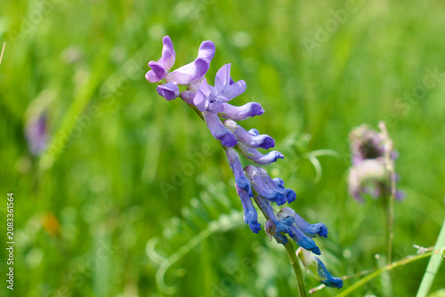 Tufted vetch (vicia cracca) in a meadow
