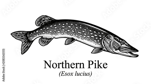 Northern Pike fish engraved style illustration isolated on white