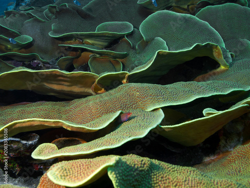 Disc coral (Turbinaria mesenterina) reef habitat in Yap, Micronesia