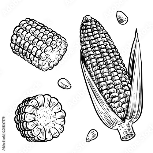 sweet corn vector line art hand drawn illustration