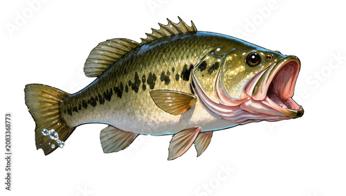 Foto Large Mouth Bass Fish Open Mouth Aggressive Pose