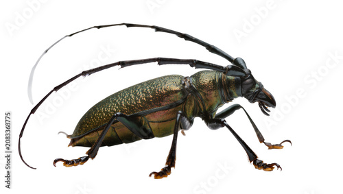 Bild auf Leinwand Green metallic longhorn beetle with long antennae