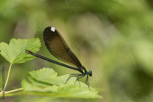 Canvas Print 06014-00315 Ebony Jewelwing (Calopteryx maculata) female Washington Co