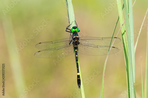 Konstfotografi 06504-00315 Swift River Cruiser (Macromia illinoiensis) male Lawrence Co