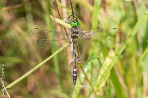 Foto 06504-00311 Swift River Cruiser (Macromia illinoiensis) male Lawrence Co