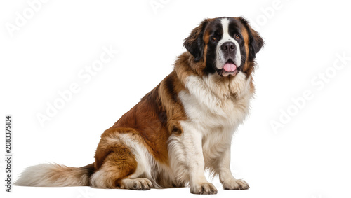 Фотография Saint Bernard dog sitting with tongue out