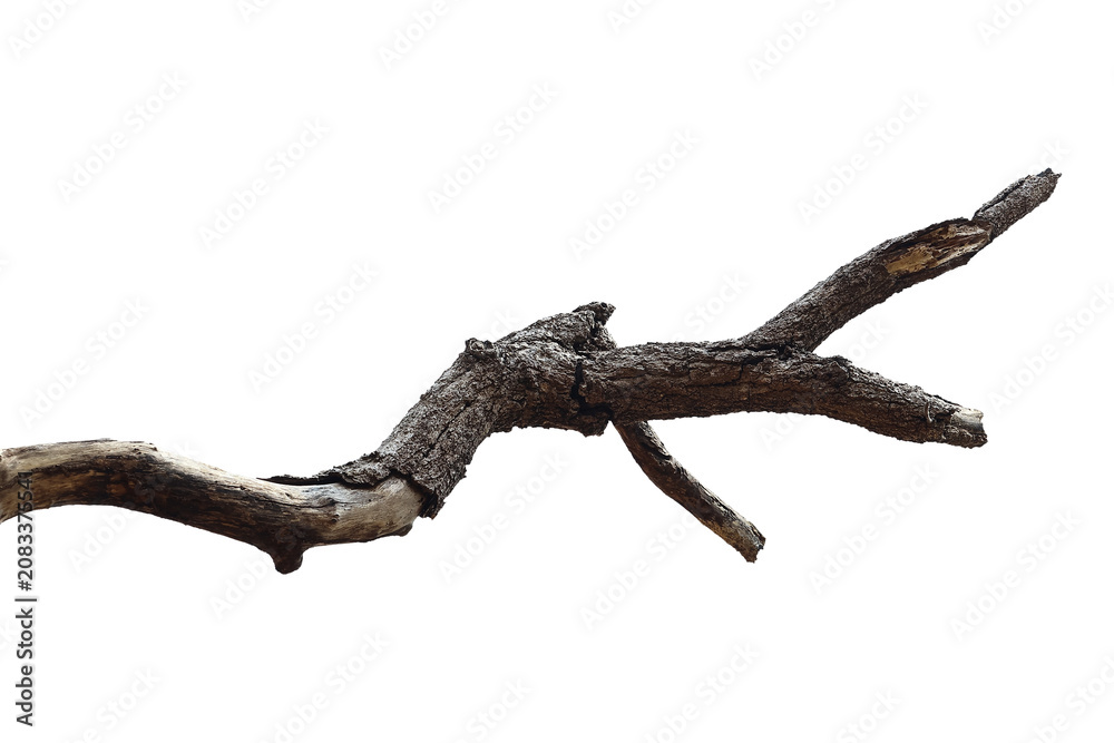 Fototapeta premium Dead branch with cracked bark isolated on transparent background.