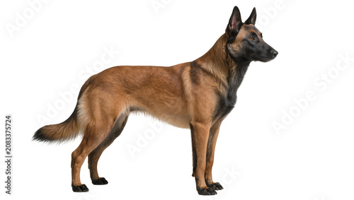 Fotografía Belgian Malinois dog standing profile view