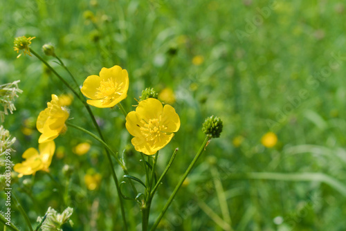 Common buttercup (ranunculus acris) flowers in a meadow