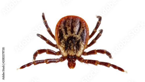 Φωτογραφία Brown tick with patterned carapace and eight legs