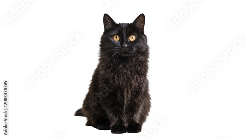 Fotografie Fluffy black cat with bright yellow eyes sitting