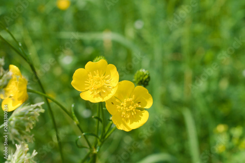 Common buttercup (ranunculus acris) flowers in a meadow