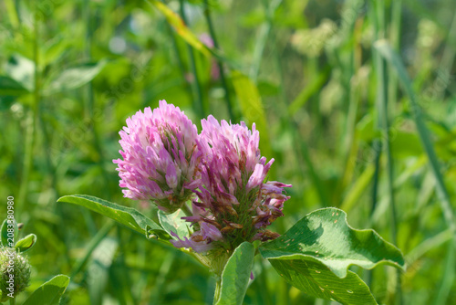 Red clover (trifolium pratense) blooming in a meadow