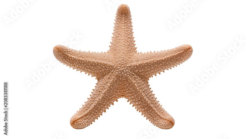 Bild auf Leinwand Starfish marine echinoderm with five arms