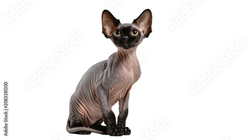 Tablou pe pânză Sphynx cat sitting wrinkled skin large ears, yellow eyes