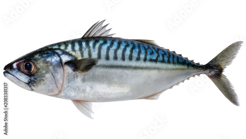 Foto Atlantic mackerel fish with blue stripes and silver scales