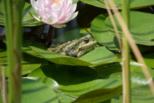 the green marsh frog (Pelophylax ridibundus)