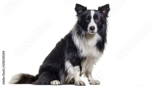 Fotografie Black and white Border Collie dog sitting attentively