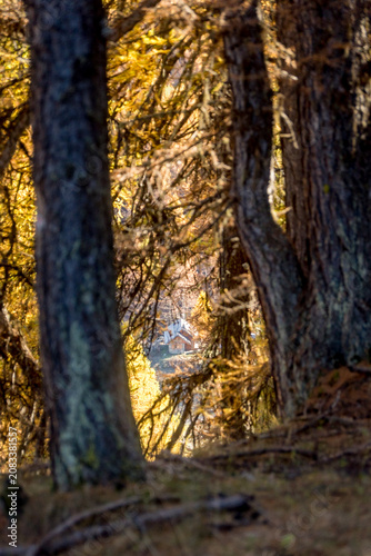 Autumn golden larches framing remote mountain cabin