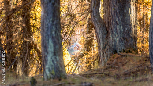 Cozy house through autumn larch forest opening